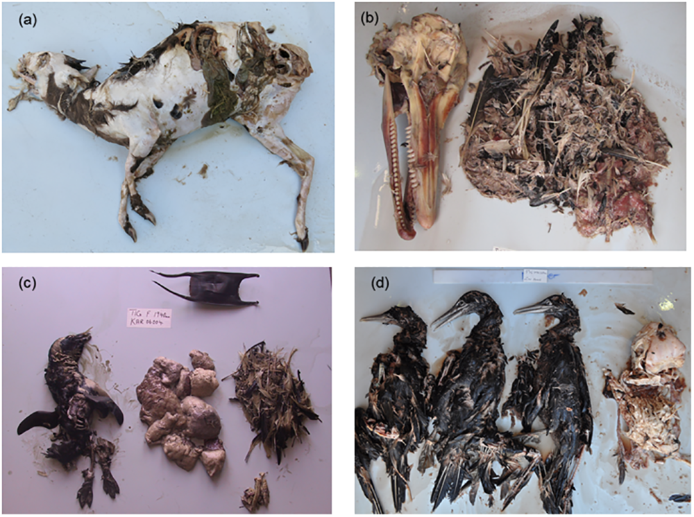photos of the dead animals show their partially digested remains photos of the dead animals show their partially digested remains
